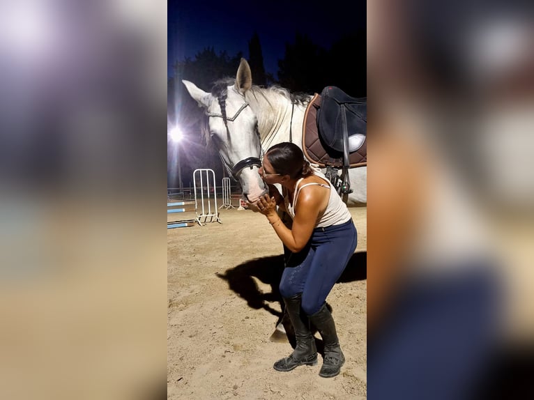 PRE Stallion 7 years 17 hh Gray in Châteaurenard