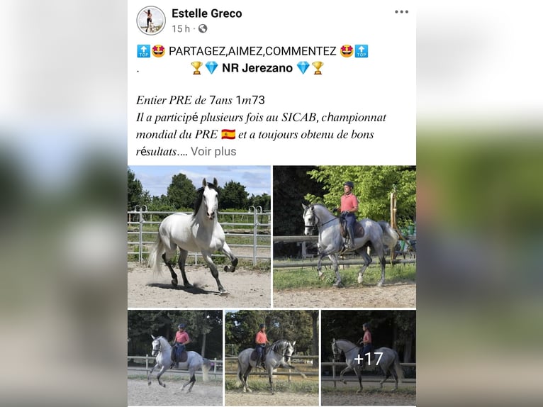 PRE Stallion 7 years 17 hh Gray in Châteaurenard