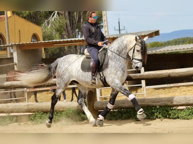 PRE Stallion 7 years 17 hh Gray in Barcelona