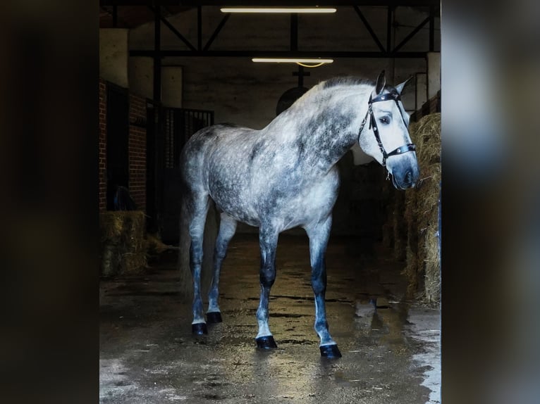 PRE Stallion 7 years 17 hh Grey-Dapple in MADRID