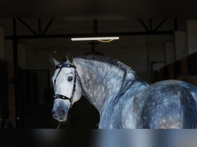 PRE Stallion 7 years 17 hh Grey-Dapple in MADRID