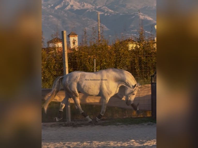 PRE Mix Stallion 7 years 17 hh Grey in Sevilla