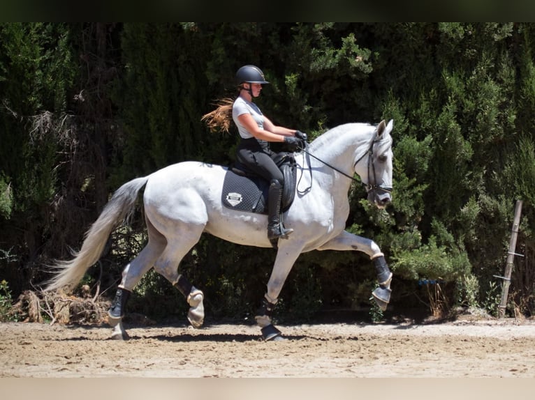 PRE Stallion 7 years 17 hh Grey in Jimena De La Frontera
