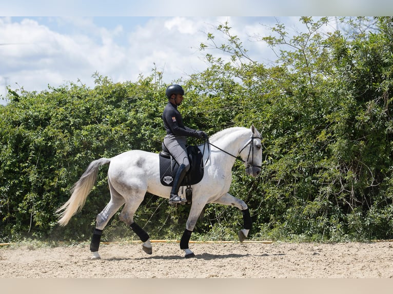 PRE Stallion 7 years 17 hh Grey in Jimena De La Frontera