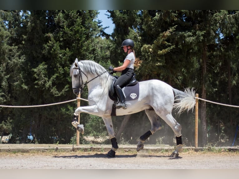 PRE Stallion 7 years 17 hh Grey in Jimena De La Frontera
