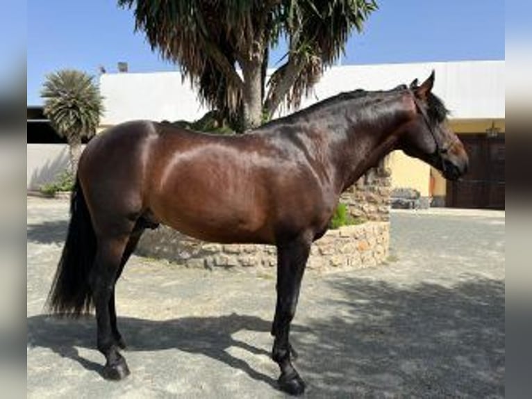 PRE Mix Stallion 7 years Bay in Alicante