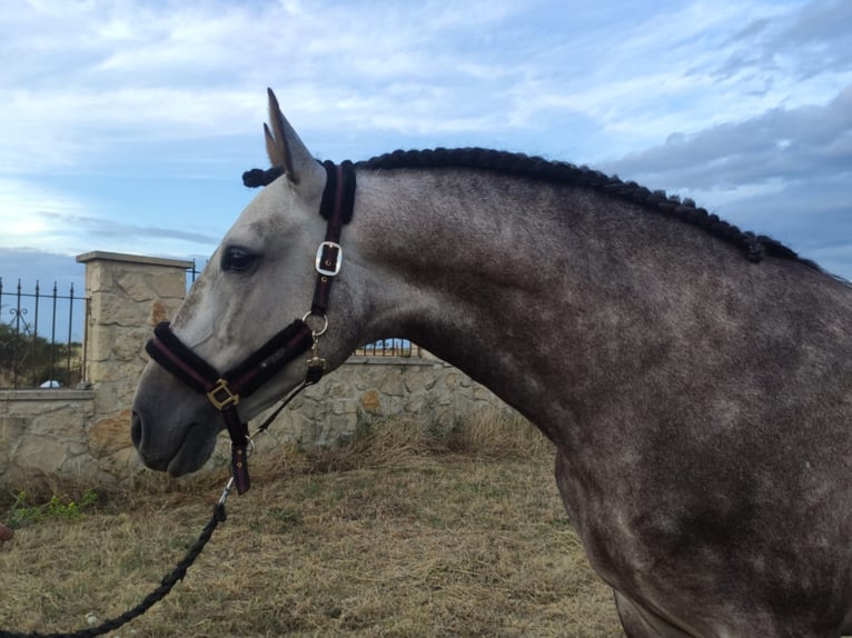 PRE Mix Stallion 8 years 15,1 hh Gray in Valladolid