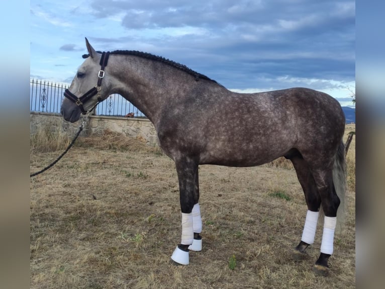 PRE Mix Stallion 8 years 15,1 hh Gray in Valladolid