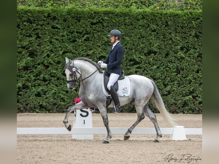 PRE Stallion 8 years 15.1 hh Grey in Heras