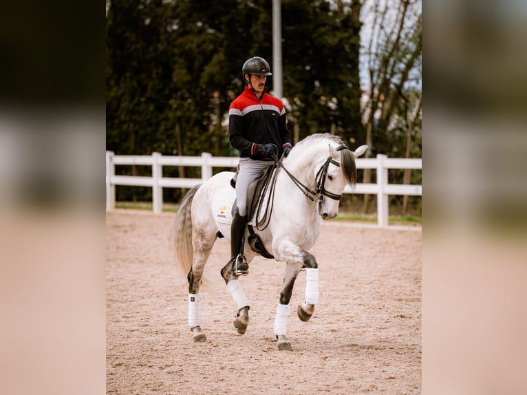 PRE Stallion 8 years 15.1 hh Grey in Heras