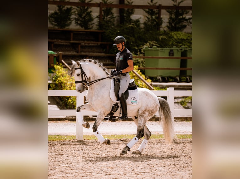 PRE Stallion 8 years 15.1 hh Grey in Heras