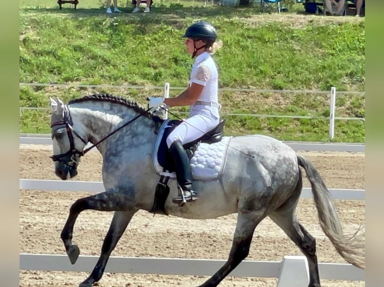 PRE Stallion 8 years 15,2 hh Gray-Dapple in Klausen-Leopoldsdorf