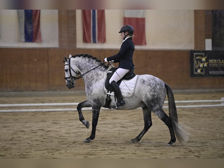 PRE Stallion 8 years 15,2 hh Gray-Dapple in Klausen-Leopoldsdorf