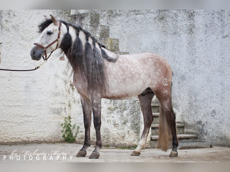 PRE Stallion 8 years 15,2 hh Gray-Dapple in Wien