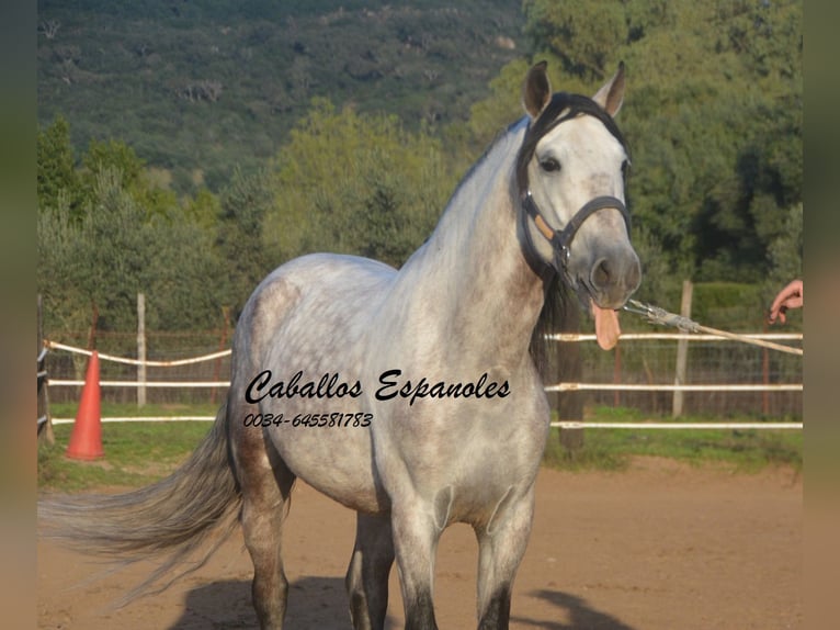 PRE Stallion 8 years 15.2 hh Grey in Vejer de la Frontera