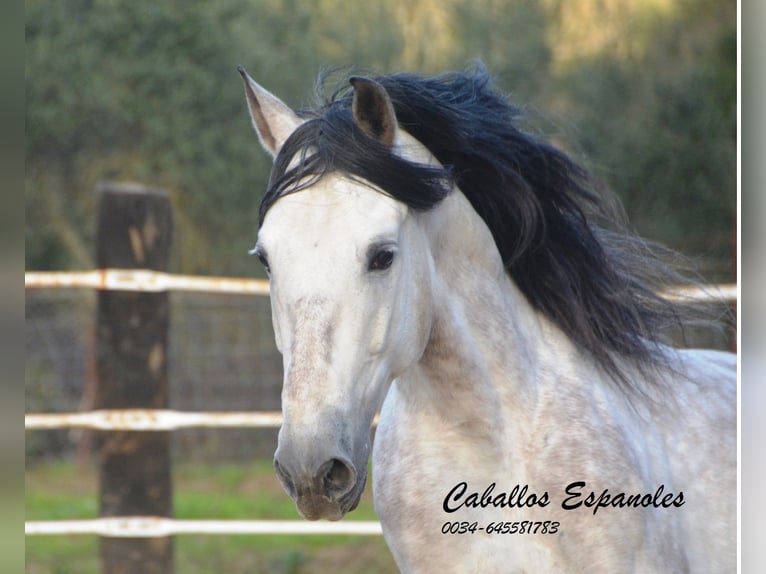 PRE Stallion 8 years 15.2 hh Grey in Vejer de la Frontera