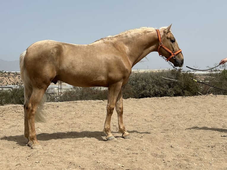 PRE Mix Stallion 8 years 15,2 hh Palomino in Almería