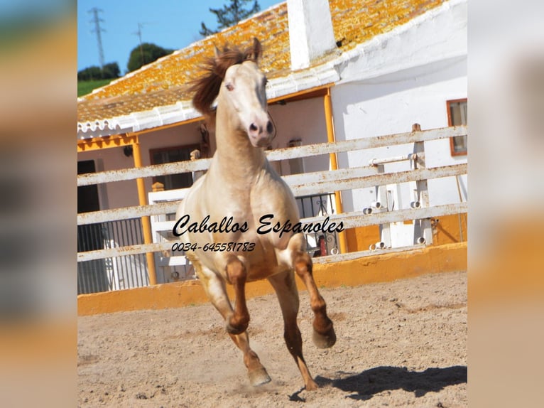 PRE Stallion 8 years 15,2 hh Perlino in Vejer de la Frontera