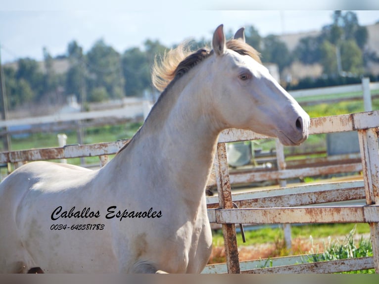 PRE Stallion 8 years 15,2 hh Perlino in Vejer de la Frontera