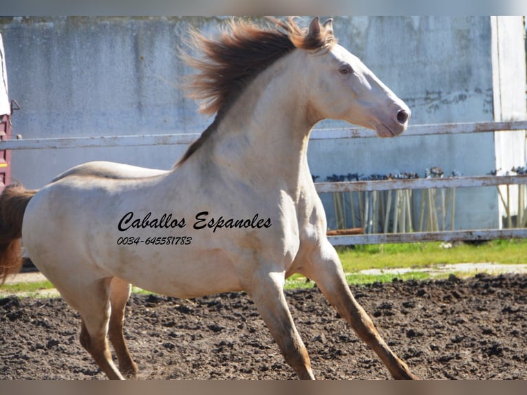 PRE Stallion 8 years 15,2 hh Perlino in Vejer de la Frontera