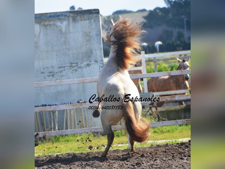 PRE Stallion 8 years 15,2 hh Perlino in Vejer de la Frontera