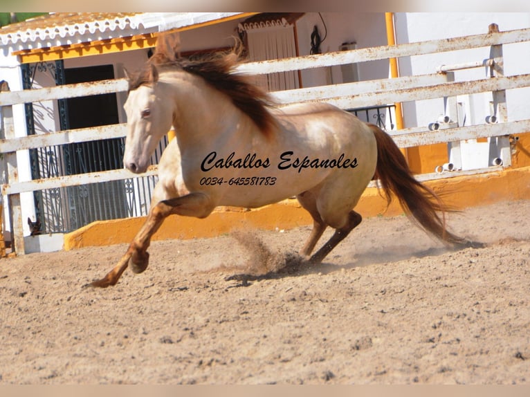 PRE Stallion 8 years 15,2 hh Perlino in Vejer de la Frontera