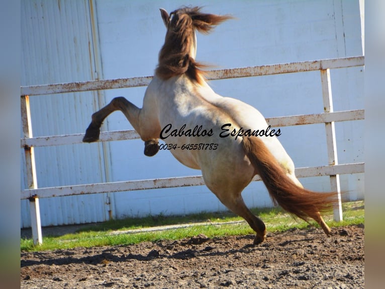 PRE Stallion 8 years 15,2 hh Perlino in Vejer de la Frontera