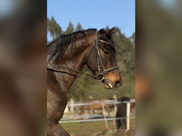 PRE Mix Stallion 8 years 15.3 hh Bay-Dark in Ferrol