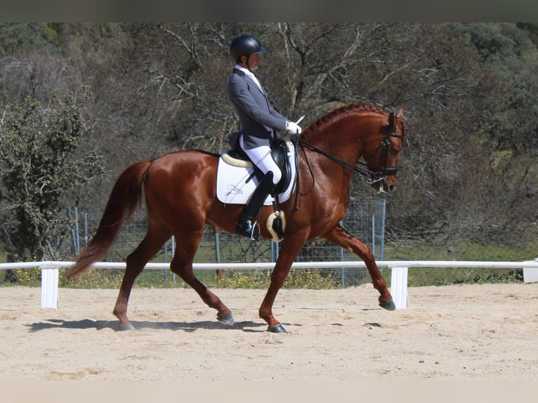 PRE Stallion 8 years 15,3 hh Chestnut-Red in Valverde Del Majano