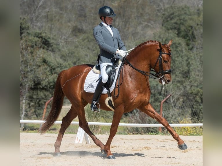 PRE Stallion 8 years 15,3 hh Chestnut-Red in Valverde Del Majano