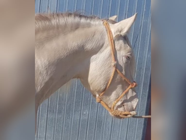 PRE Mix Stallion 8 years 15,3 hh Cremello in Málaga