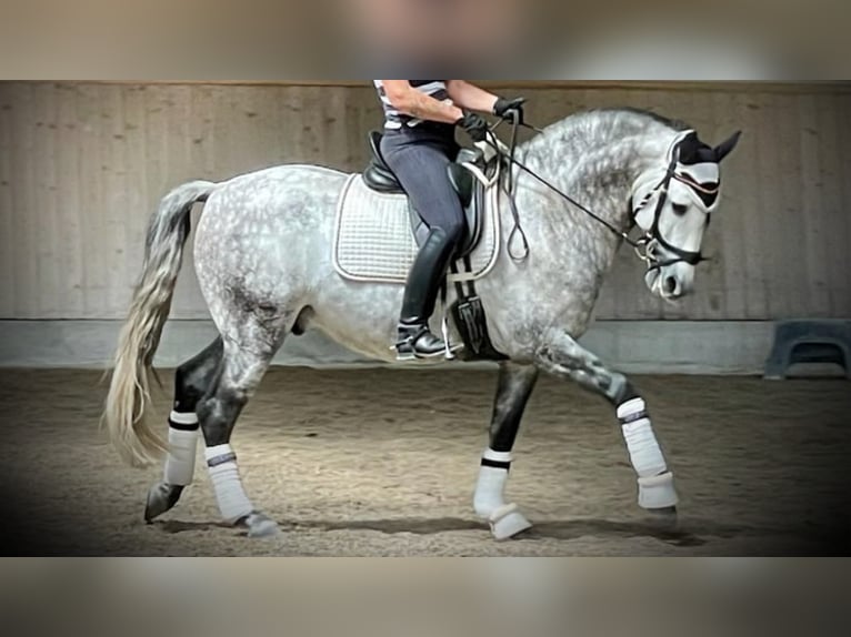 PRE Mix Stallion 8 years 15,3 hh Gray in NAVAS DEL MADRONO