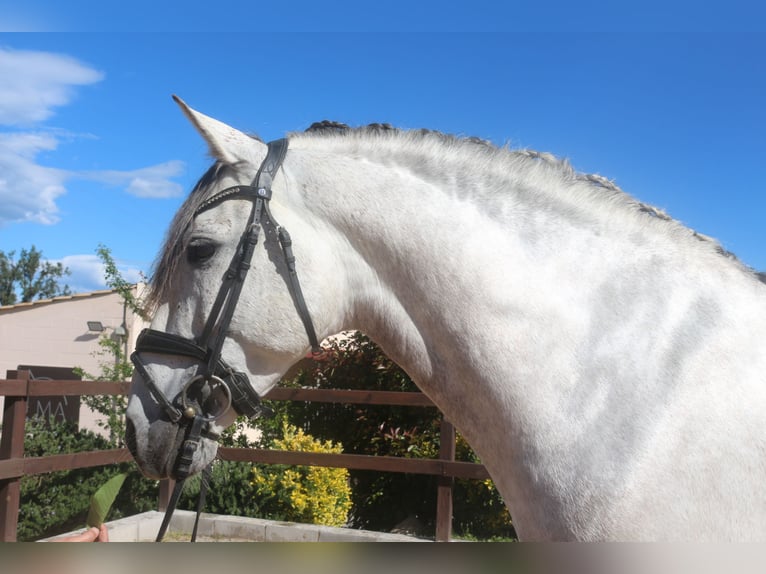 PRE Stallion 8 years 15,3 hh Gray in Pedret i Marza Girona