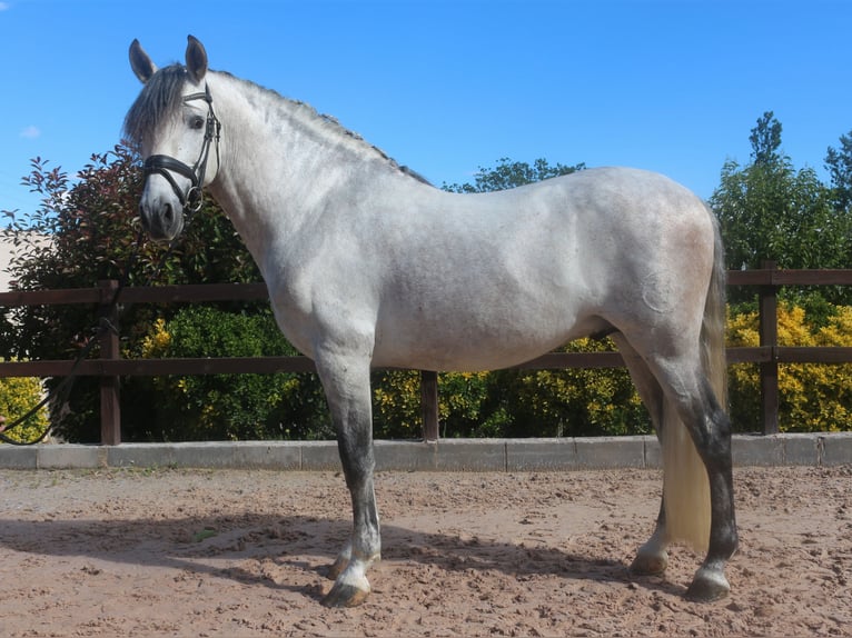 PRE Stallion 8 years 15,3 hh Gray in Pedret i Marza Girona