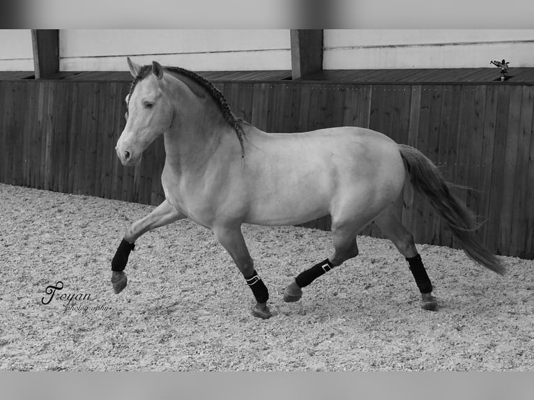 PRE Stallion 8 years 15,3 hh Perlino in LOKER