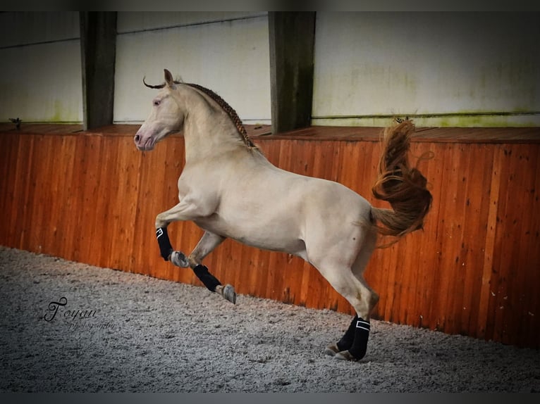 PRE Stallion 8 years 15,3 hh Perlino in LOKER