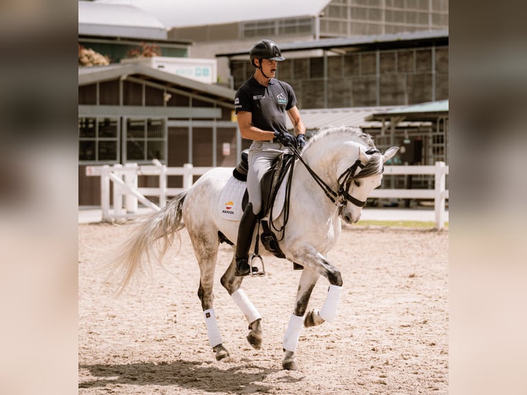 PRE Mix Stallion 8 years 15,1 hh Grey in Heras