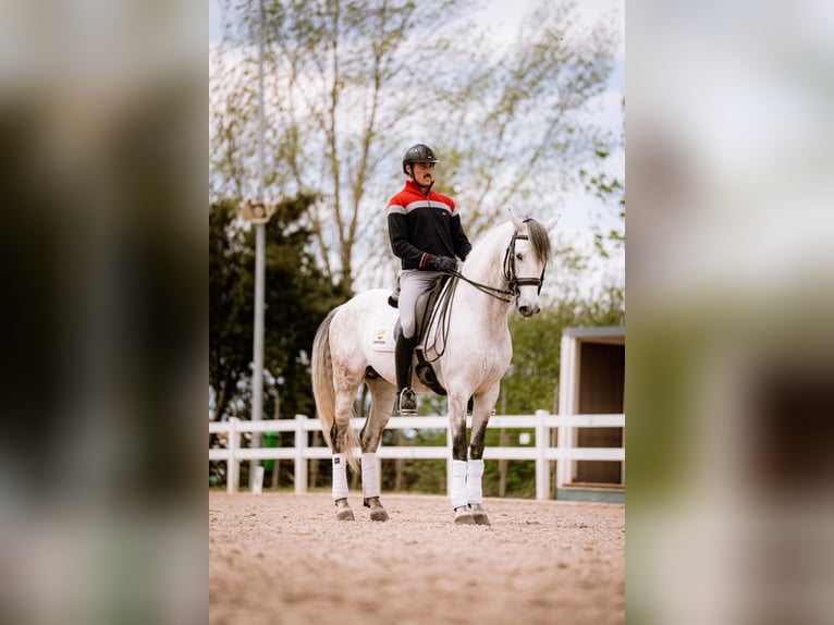 PRE Mix Stallion 8 years 15,1 hh Grey in Heras