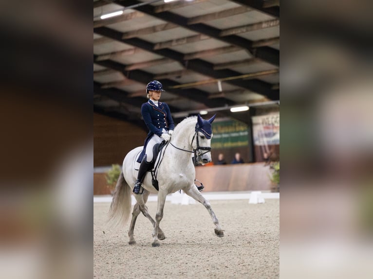 PRE Stallion 8 years 15,2 hh in Vinkeveen