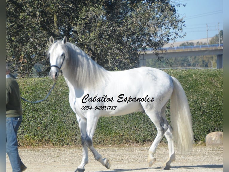 PRE Stallion 8 years 15,2 hh Grey in Vejer de la Frontera