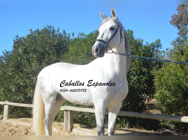 PRE Stallion 8 years 15,2 hh Grey in Vejer de la Frontera