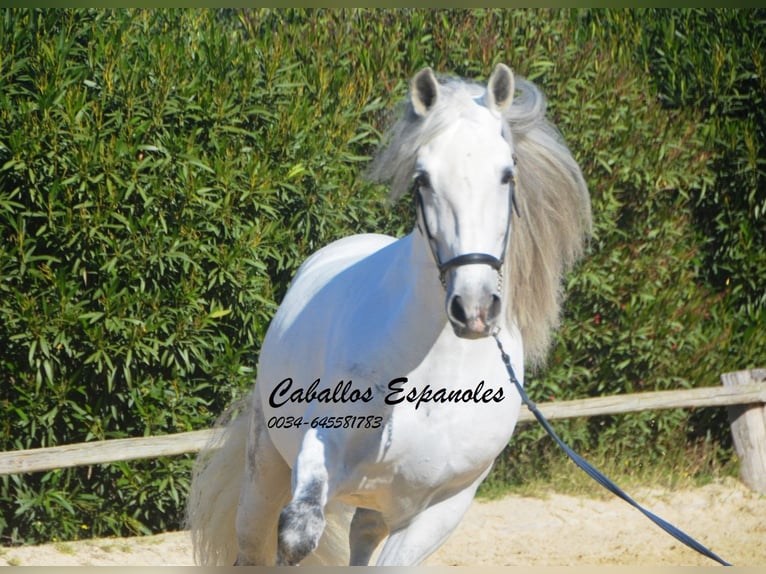 PRE Stallion 8 years 15,2 hh Grey in Vejer de la Frontera