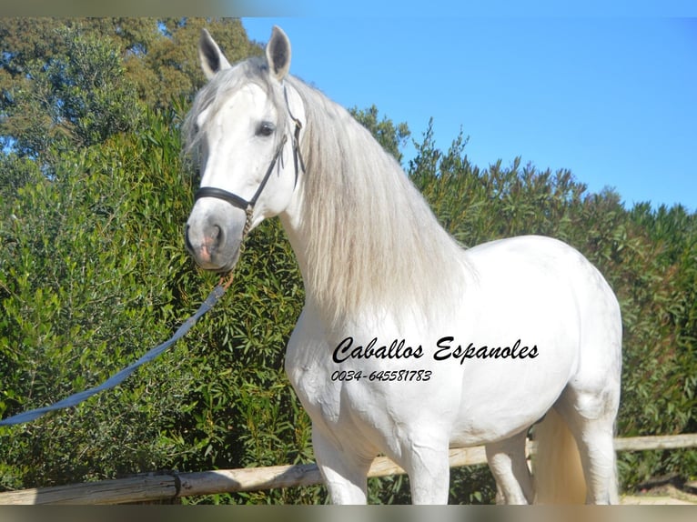 PRE Stallion 8 years 15,2 hh Grey in Vejer de la Frontera