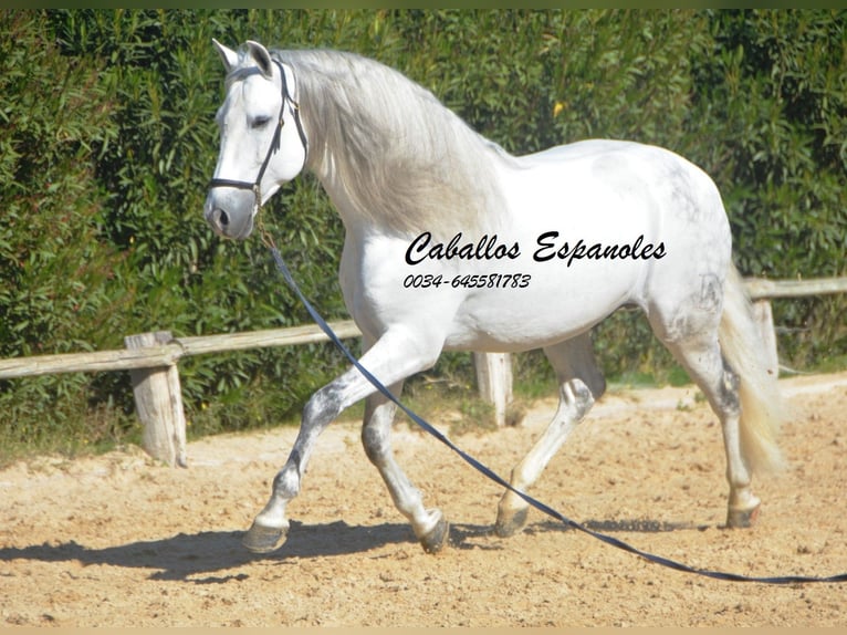 PRE Stallion 8 years 15,2 hh Grey in Vejer de la Frontera
