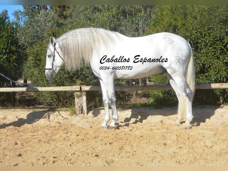 PRE Stallion 8 years 15,2 hh Grey in Vejer de la Frontera