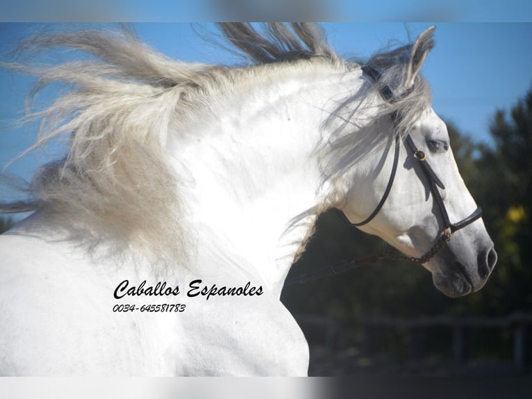PRE Stallion 8 years 15,2 hh Grey in Vejer de la Frontera