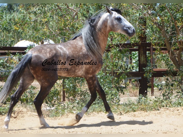 PRE Stallion 8 years 15,2 hh Grey in Vejer de la Frontera