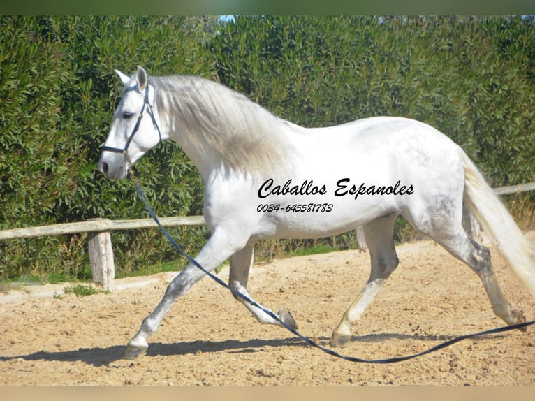PRE Stallion 8 years 15,2 hh Grey in Vejer de la Frontera