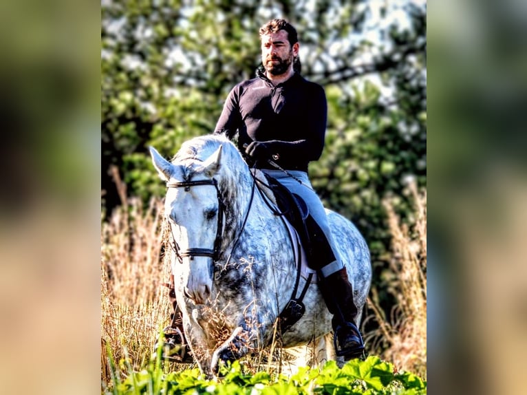PRE Mix Stallion 8 years 15,2 hh Grey in Valencia PRE Mix Stallion 8 years 15,2 hh Grey in Valencia
