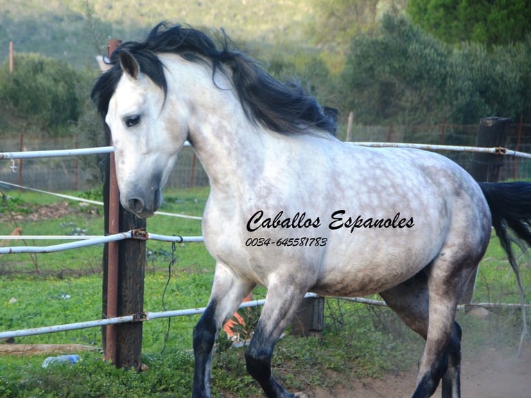 PRE Stallion 8 years 15,2 hh Grey in Vejer de la Frontera